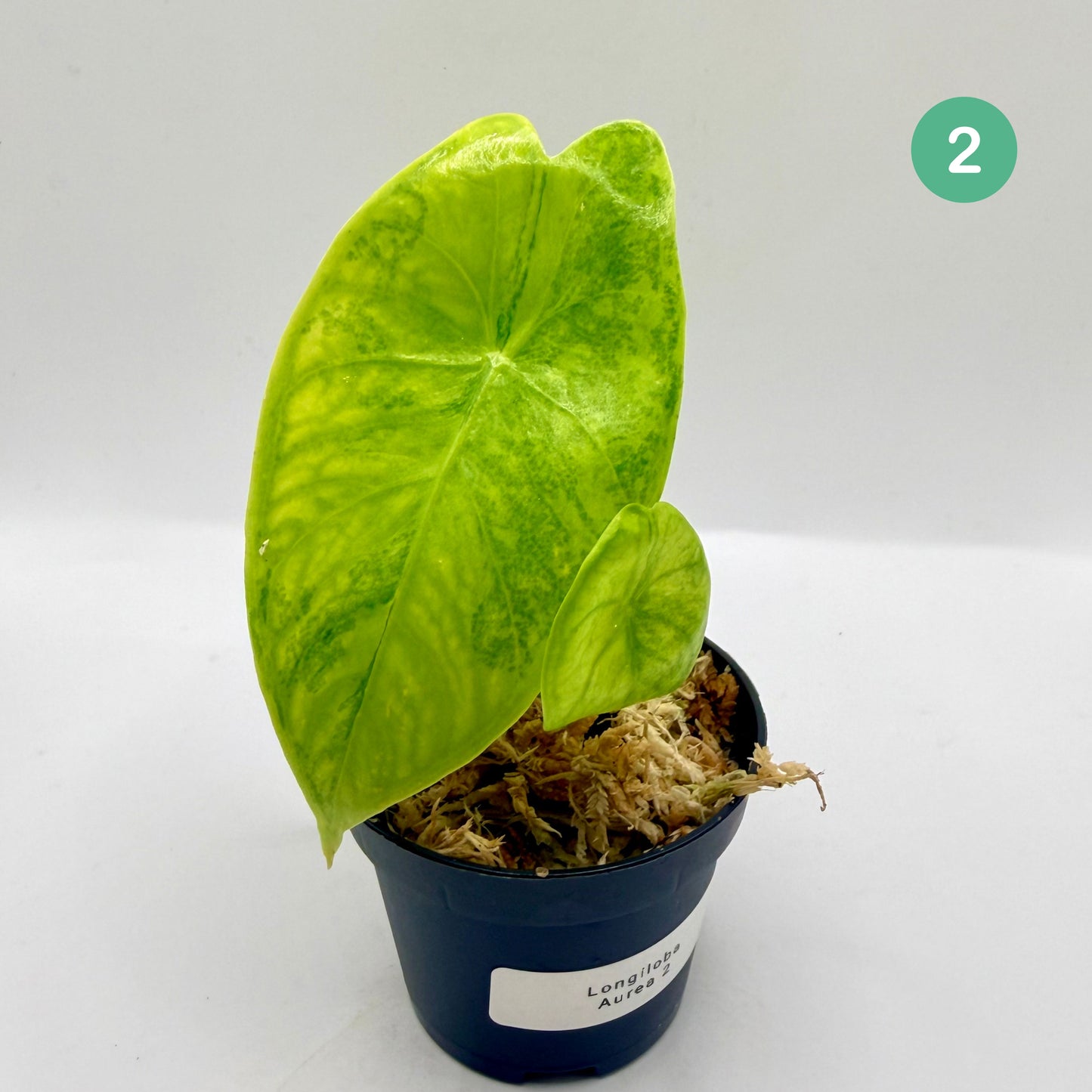 Alocasia Longiloba Aurea Variegata