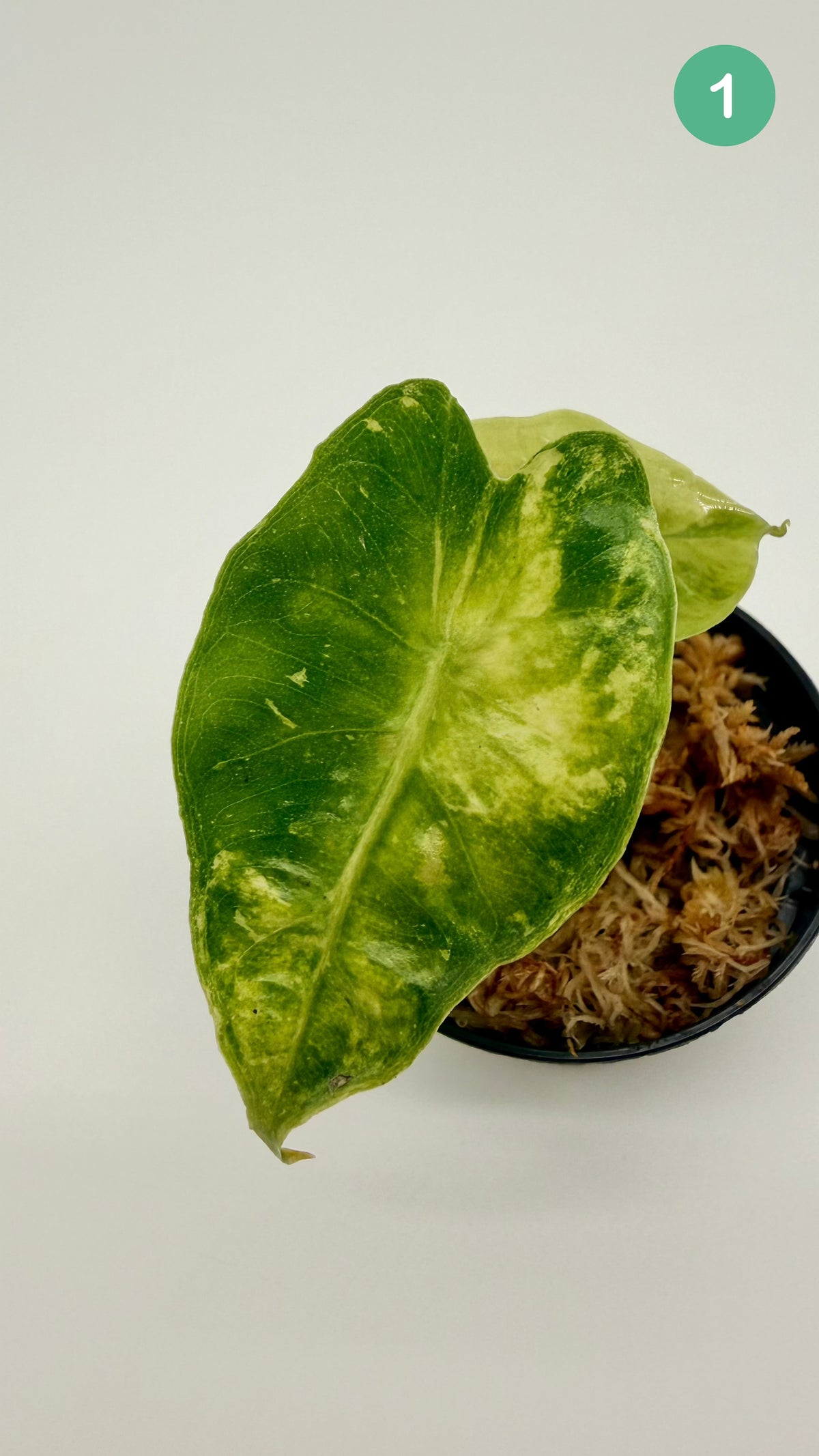 Alocasia Polly Aurea Variegata