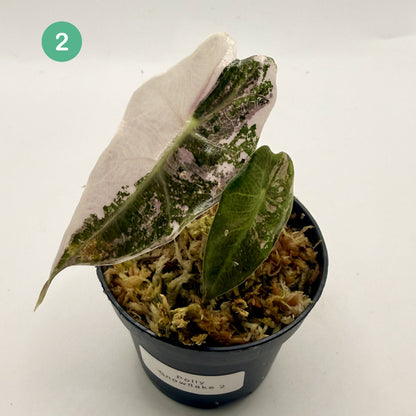 Alocasia Polly Snowflake Pink/Albo Variegata
