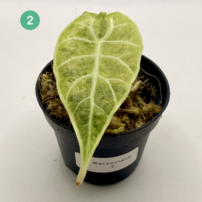 Alocasia Watsoniana Aurea Variegata