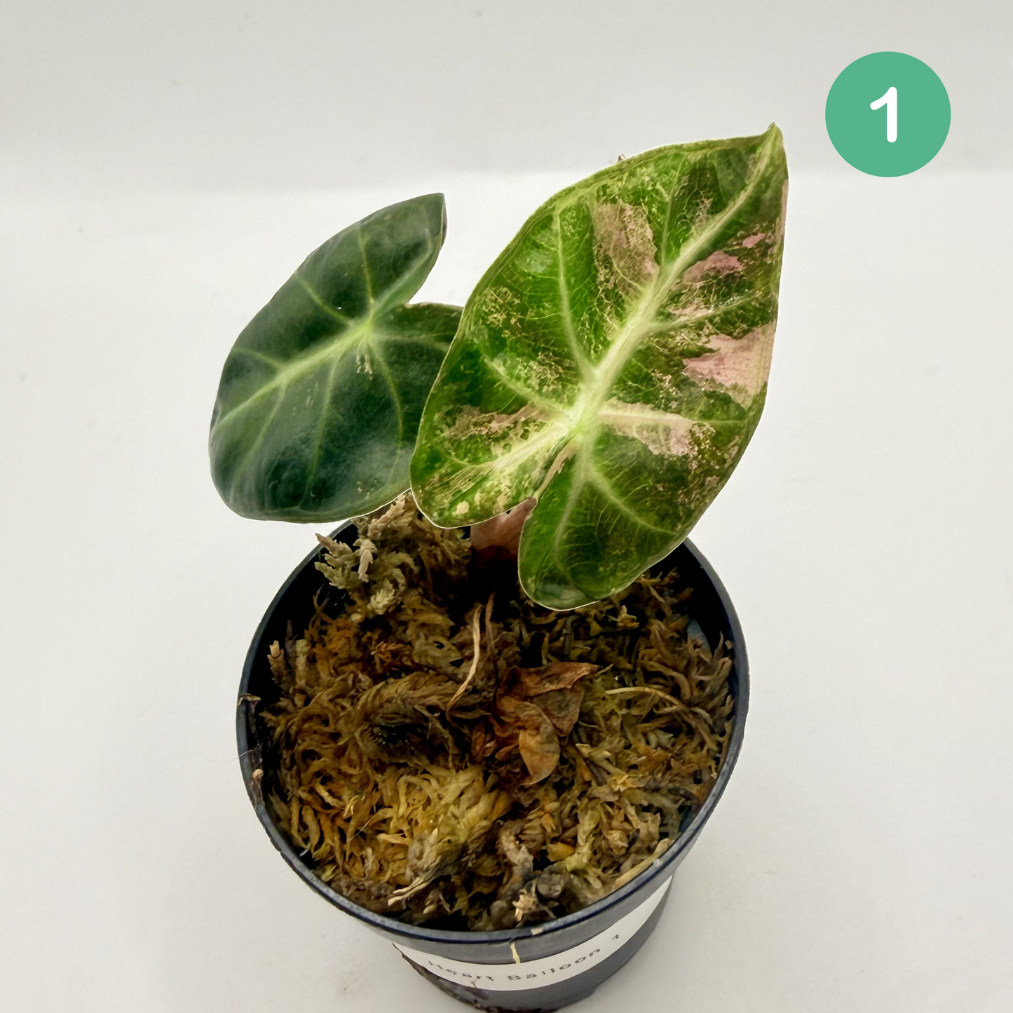 Alocasia Heart Balloon Pink/Albo Variegata