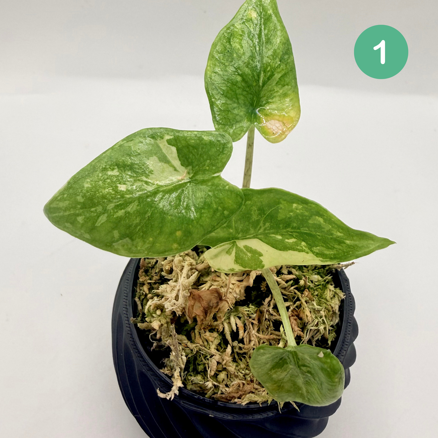 Alocasia Corazón Albo Variegata