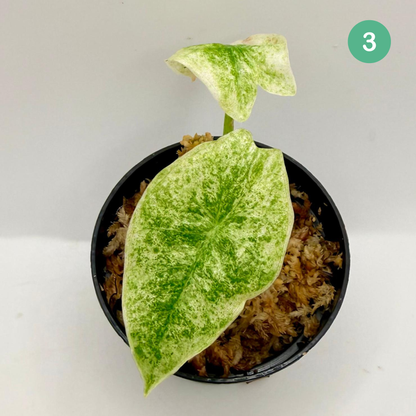 Alocasia Longiloba Marble Variegata