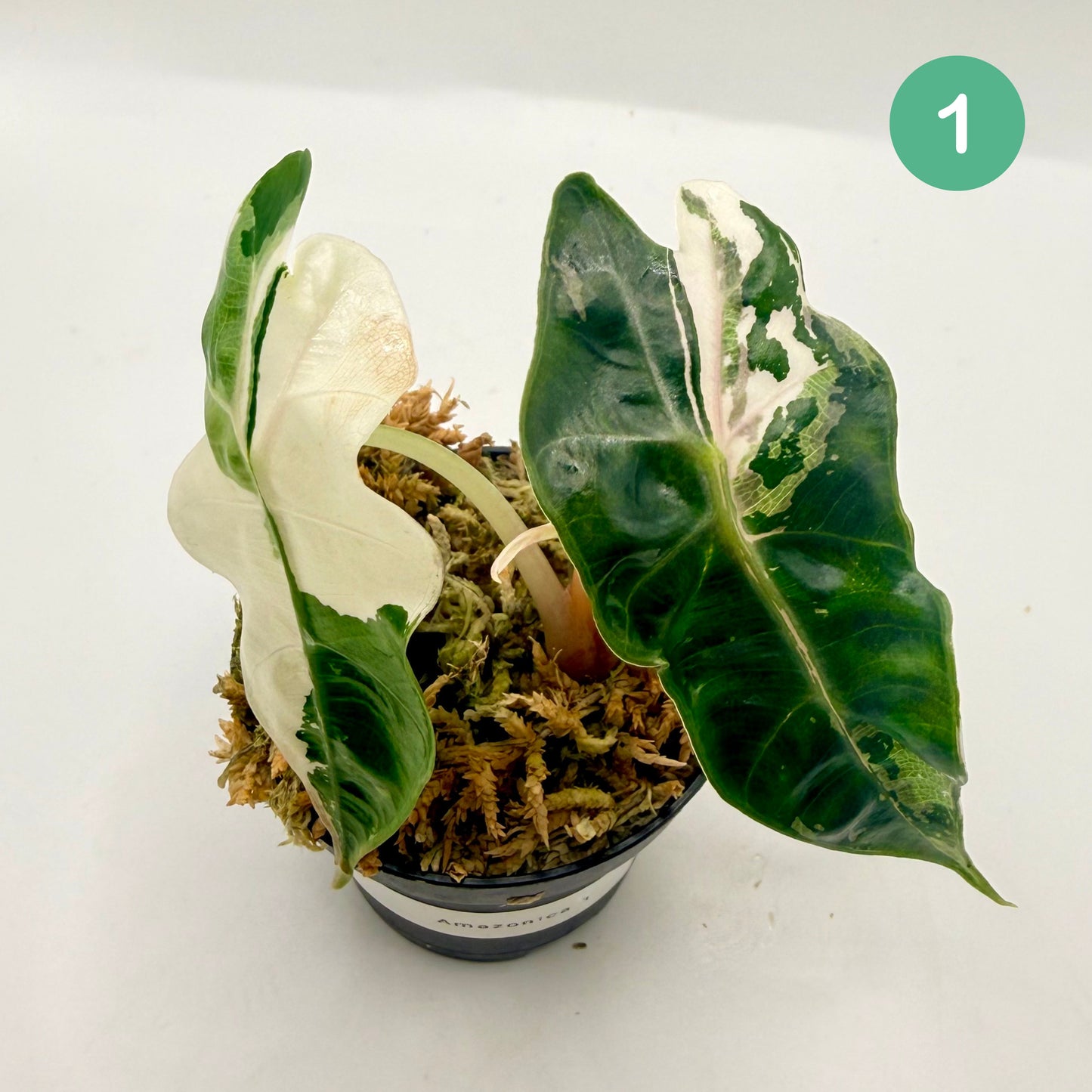 Alocasia Amazonica Pink/Albo Variegata