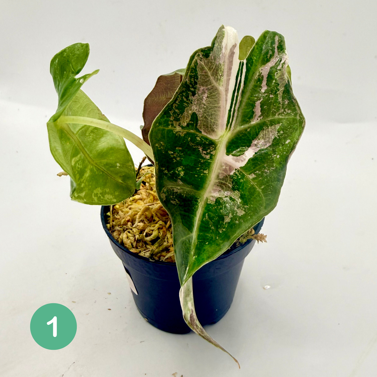 Alocasia Polly Snowflake Pink/Albo Variegata