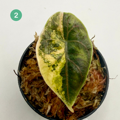 Alocasia Azlanii Aurea Variegata