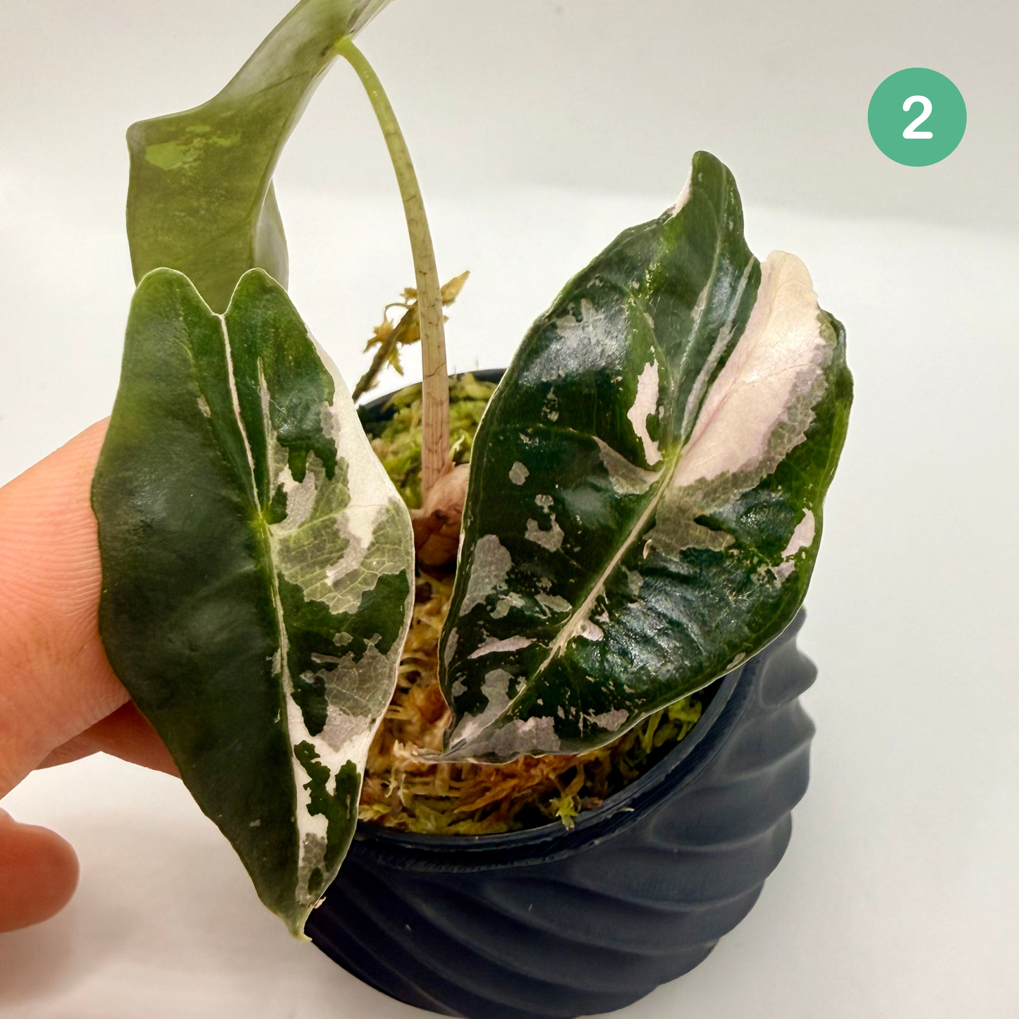 Alocasia Amazonica Pink/Albo Variegata