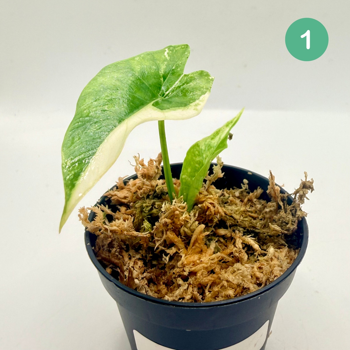 Alocasia Simpo Albo Variegata