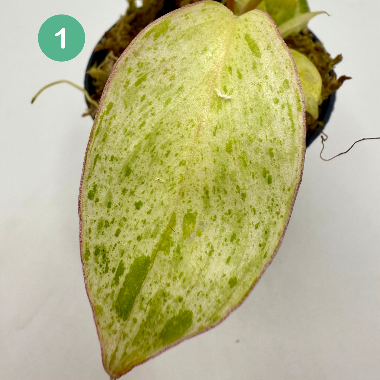 Philodendron Paraíso Verde Albo Variegated