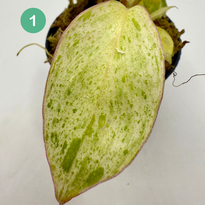 Philodendron Paraíso Verde Albo Variegated
