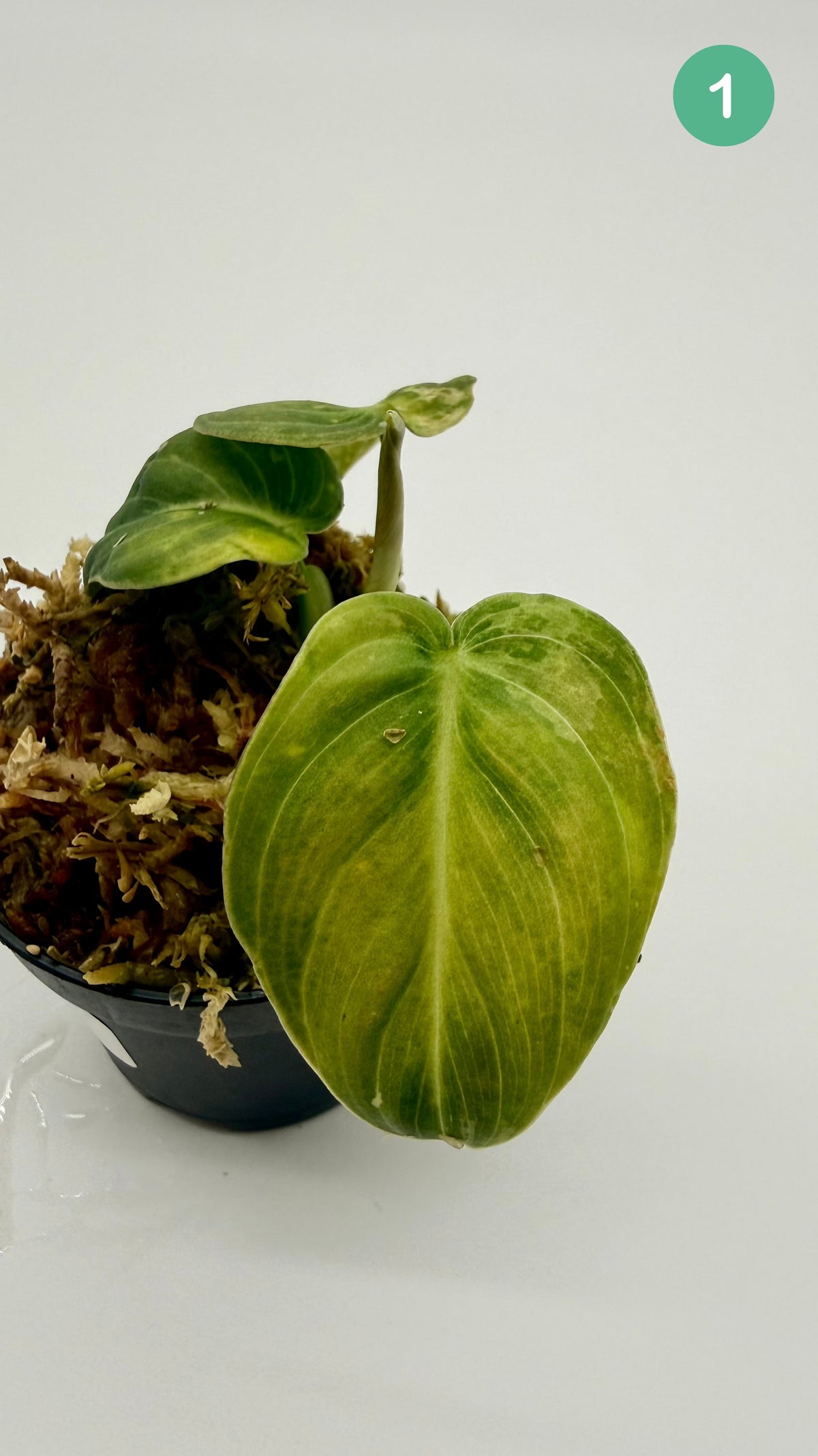 Philodendron Melanochrysum Orange/Pink Variegata