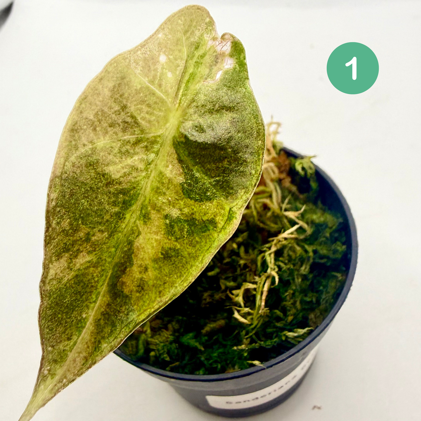 Alocasia Sanderiana Bull Aurea Variegata