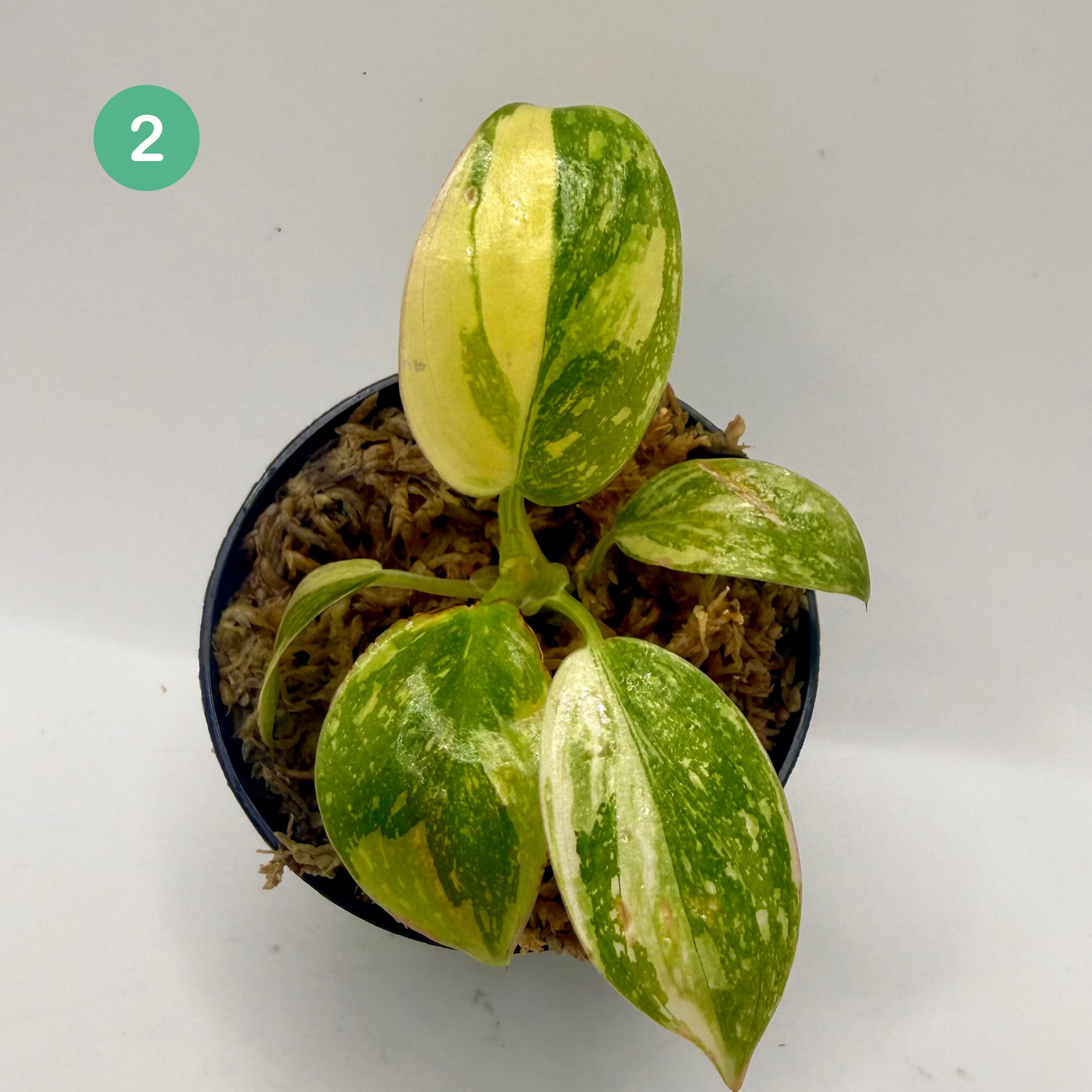 Philodendron Green Congo Variegated