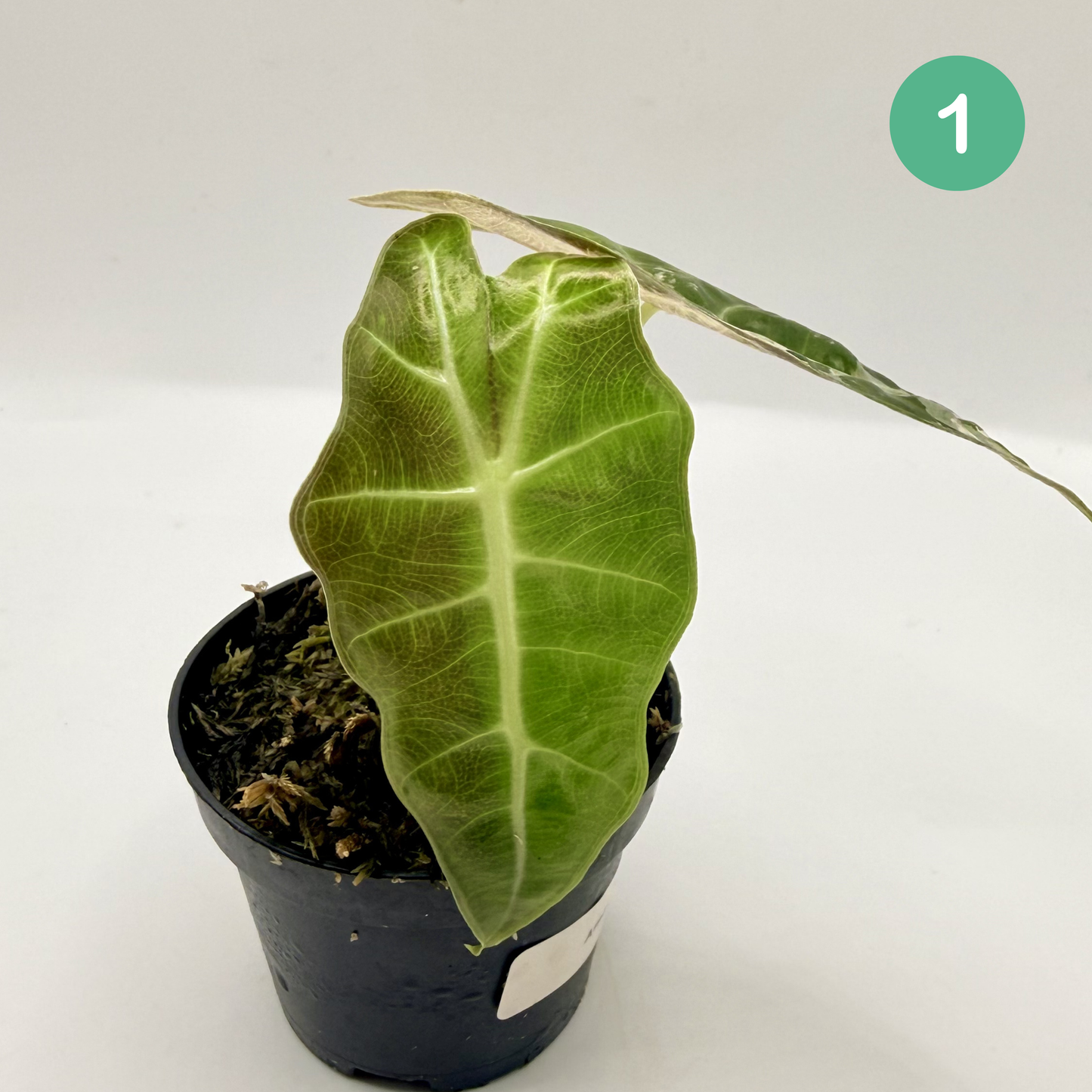 Alocasia Amazonica Pink/Albo Variegata