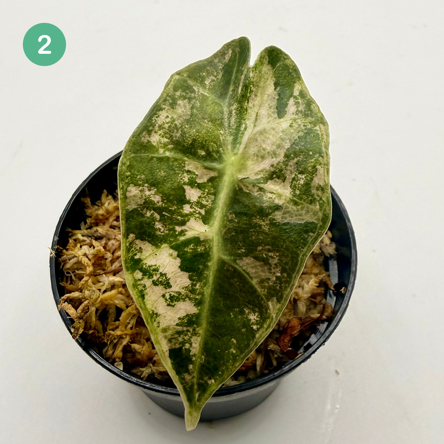 Alocasia Sanderiana Bull Pink/Albo Variegata