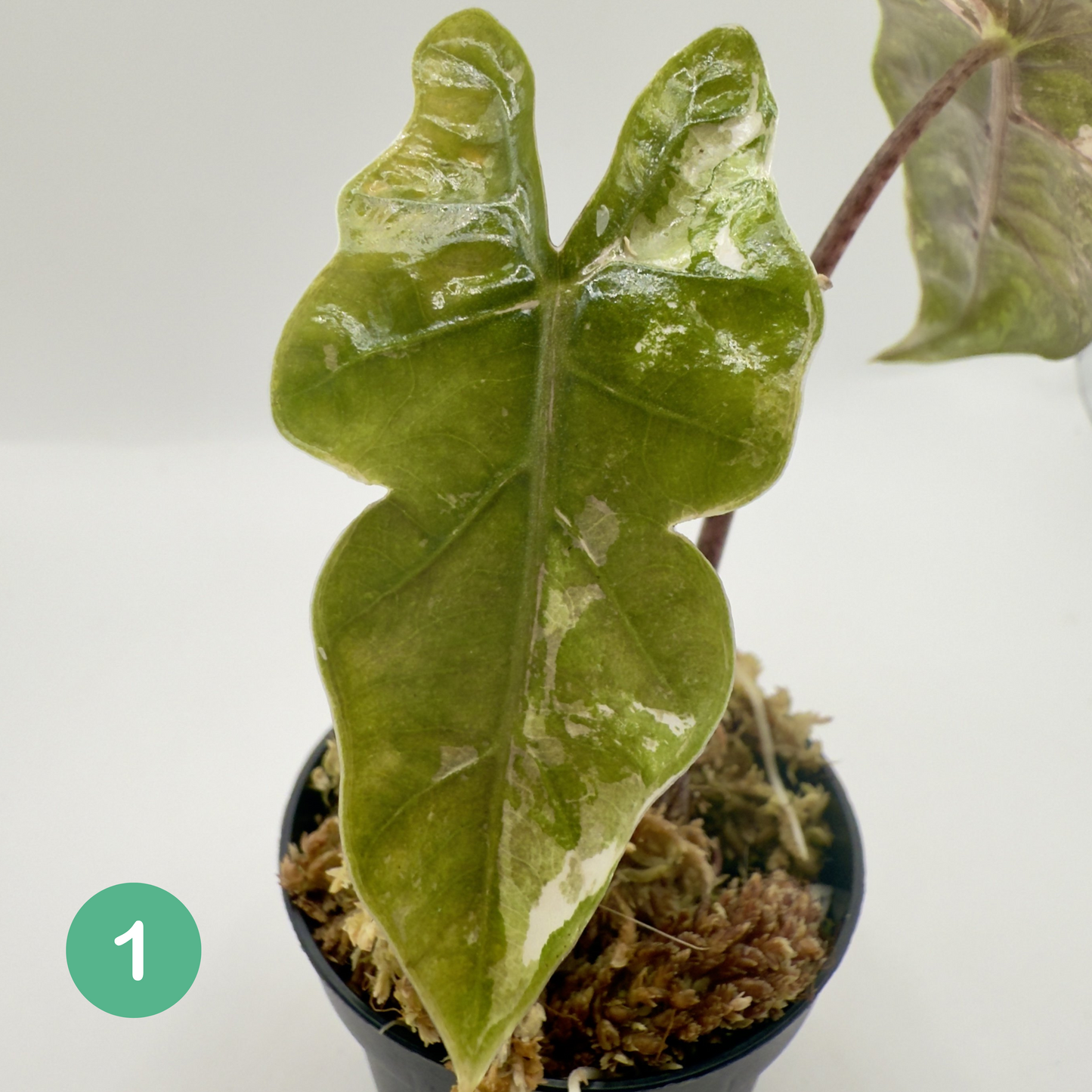 Alocasia Pseudo Sanderiana Albo/Pink Variegata