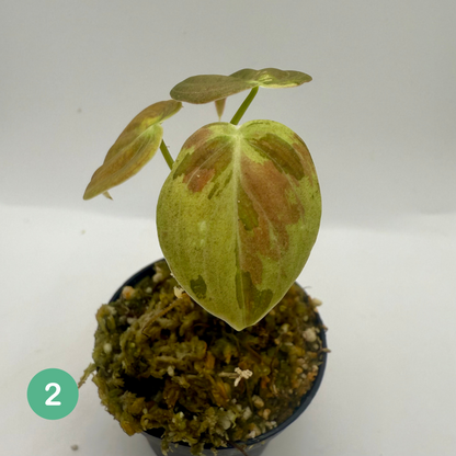 Philodendron Melanochrysum Orange/Pink Variegata