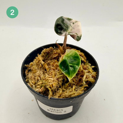 Alocasia Heart Balloon Pink/Albo Variegata