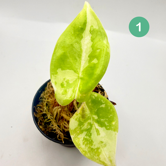 Alocasia Acuminata Albo Variegata