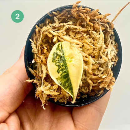 Alocasia Azlanii Aurea Variegata