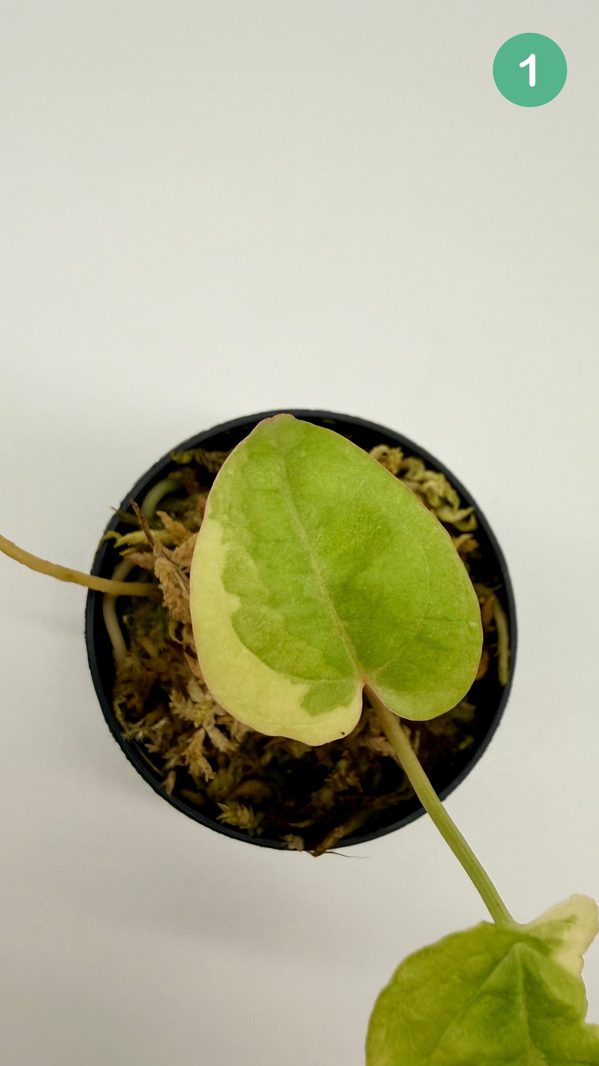 Anthurium Papillilaminum  x  Magnificum Variegata