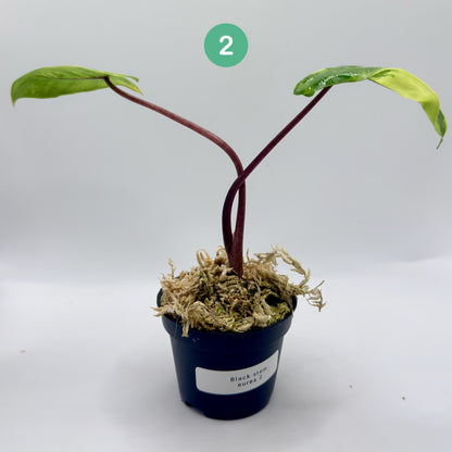 Alocasia Black Stem Aurea Variegata