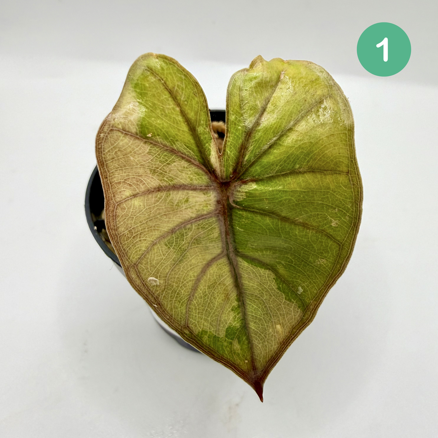 Alocasia Plumbea Nigra Albo/Pink Variegata
