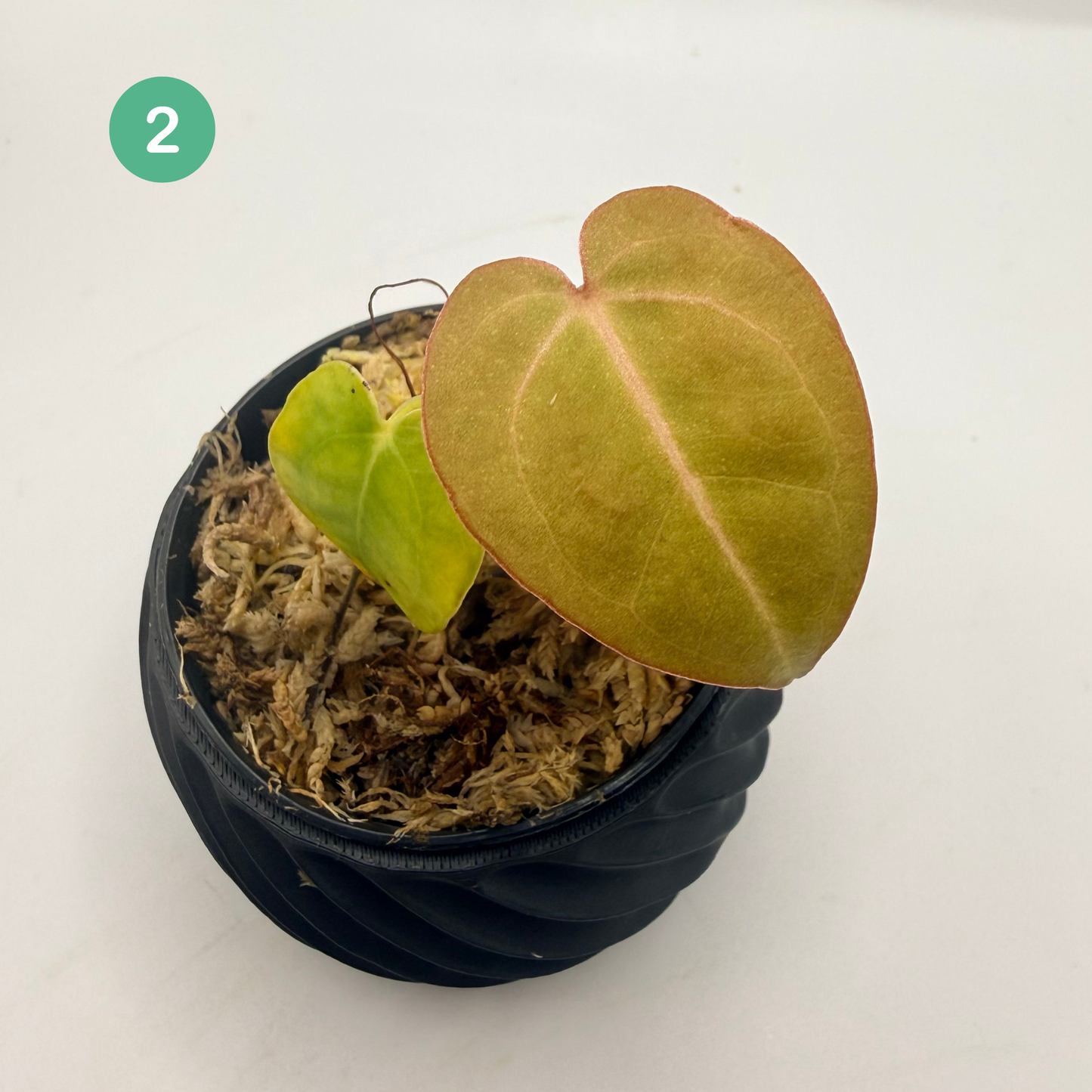 Anthurium Red Crystallinum