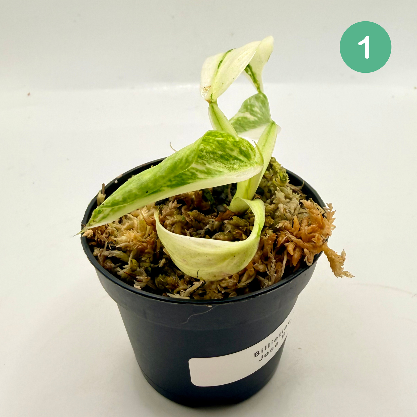 Philodendron Billietiae x José Buono Variegated
