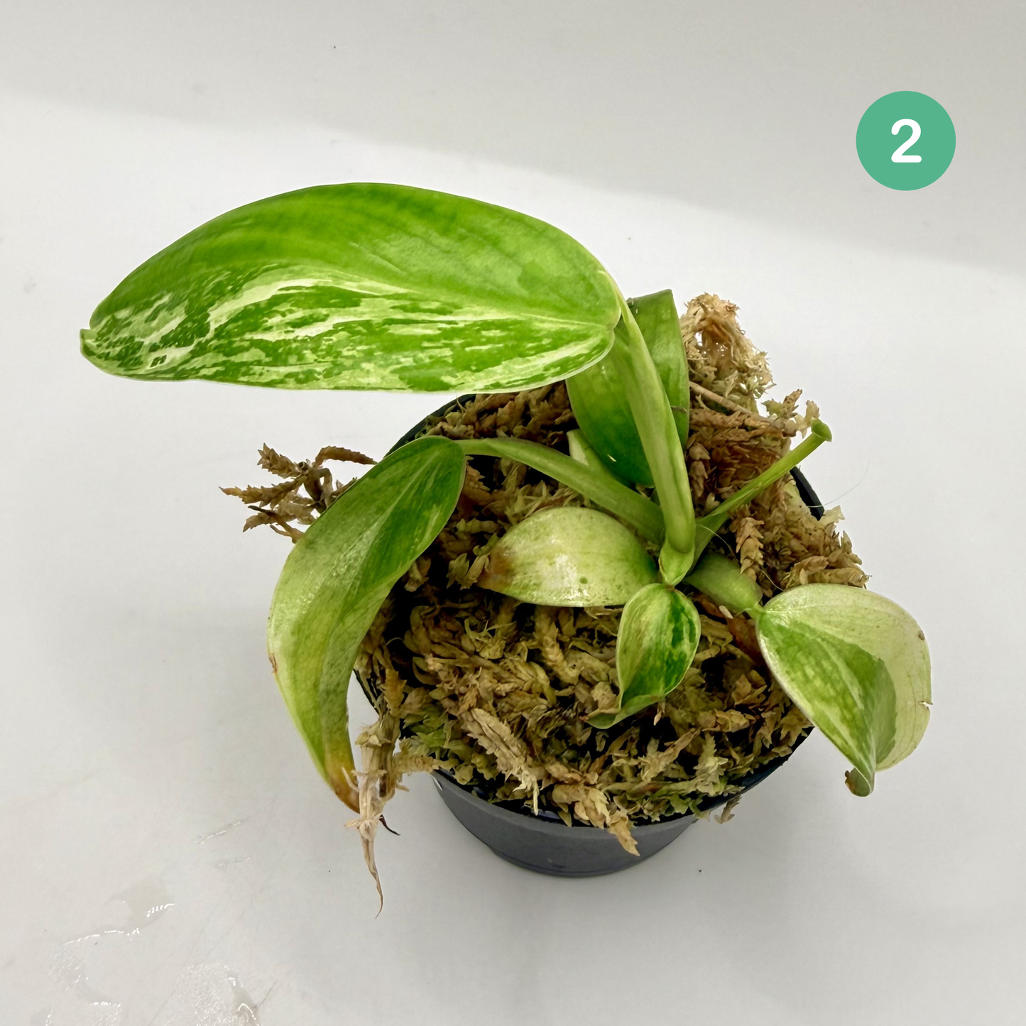 Philodendron Billietiae x José Buono Variegated