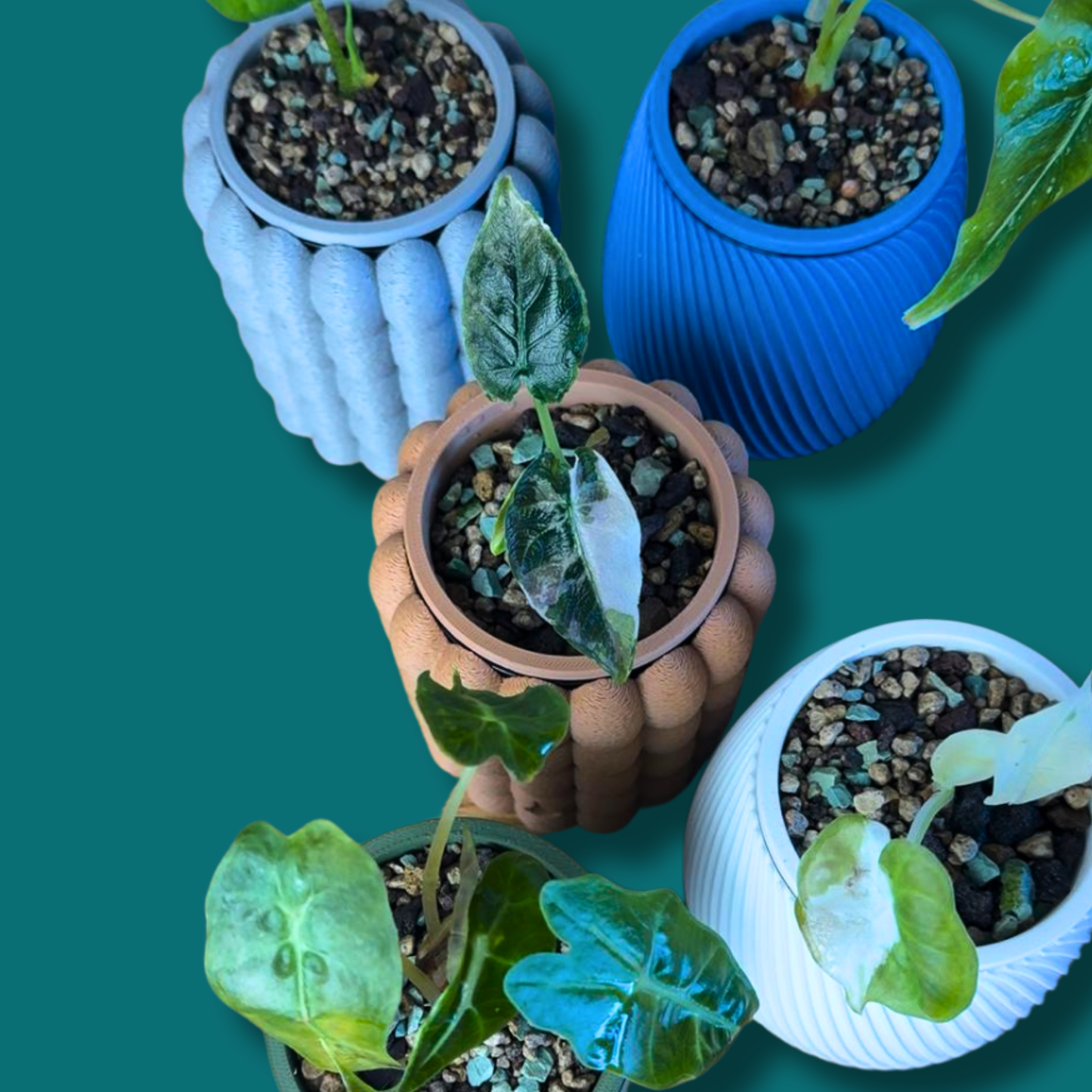 Rhiza System - Grow - Complete Set