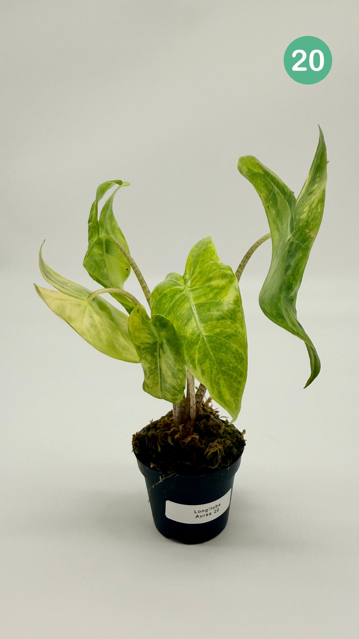 Alocasia Longiloba Aurea Variegata