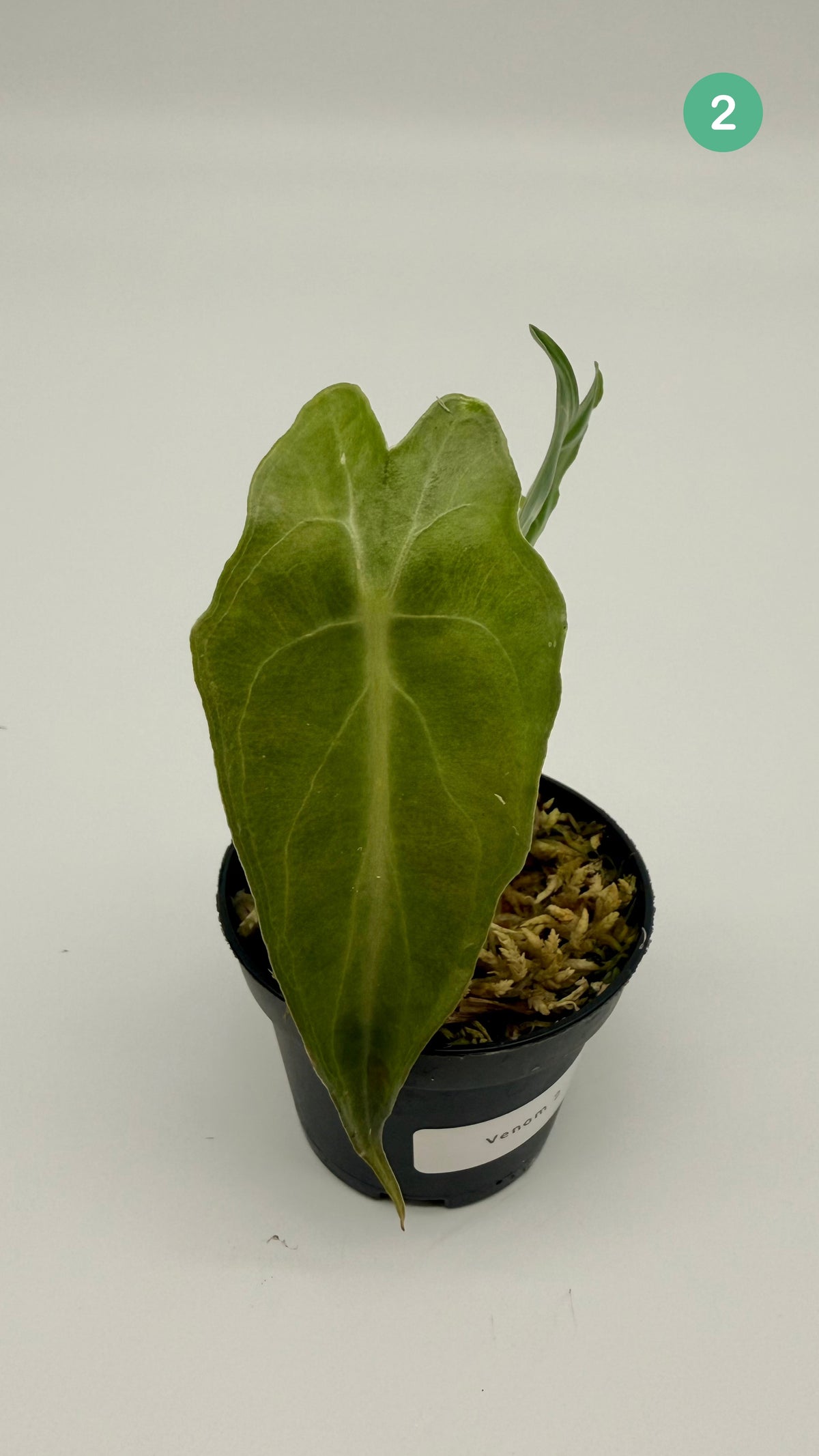 Alocasia Venom
