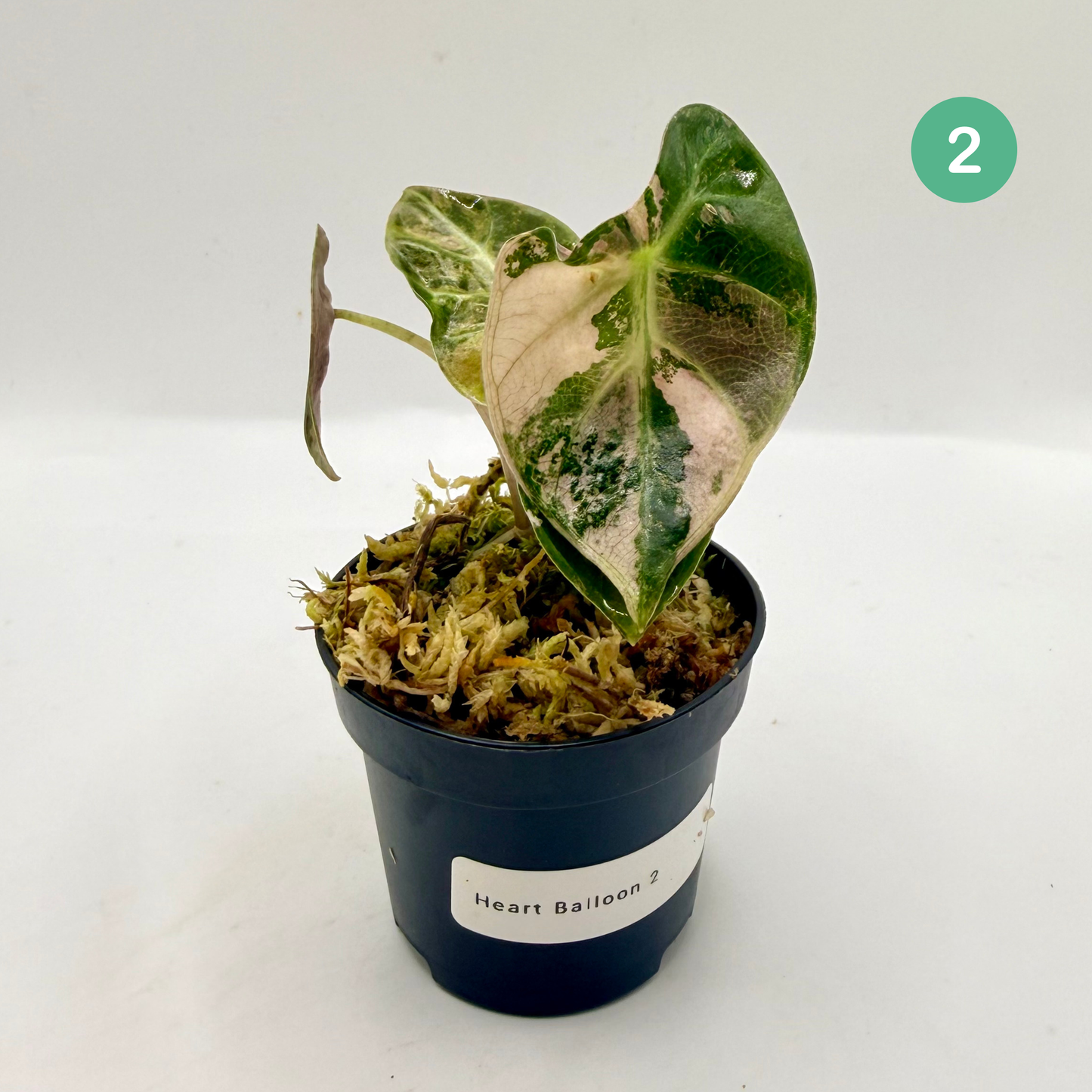 Alocasia Heart Balloon Pink/Albo Variegata