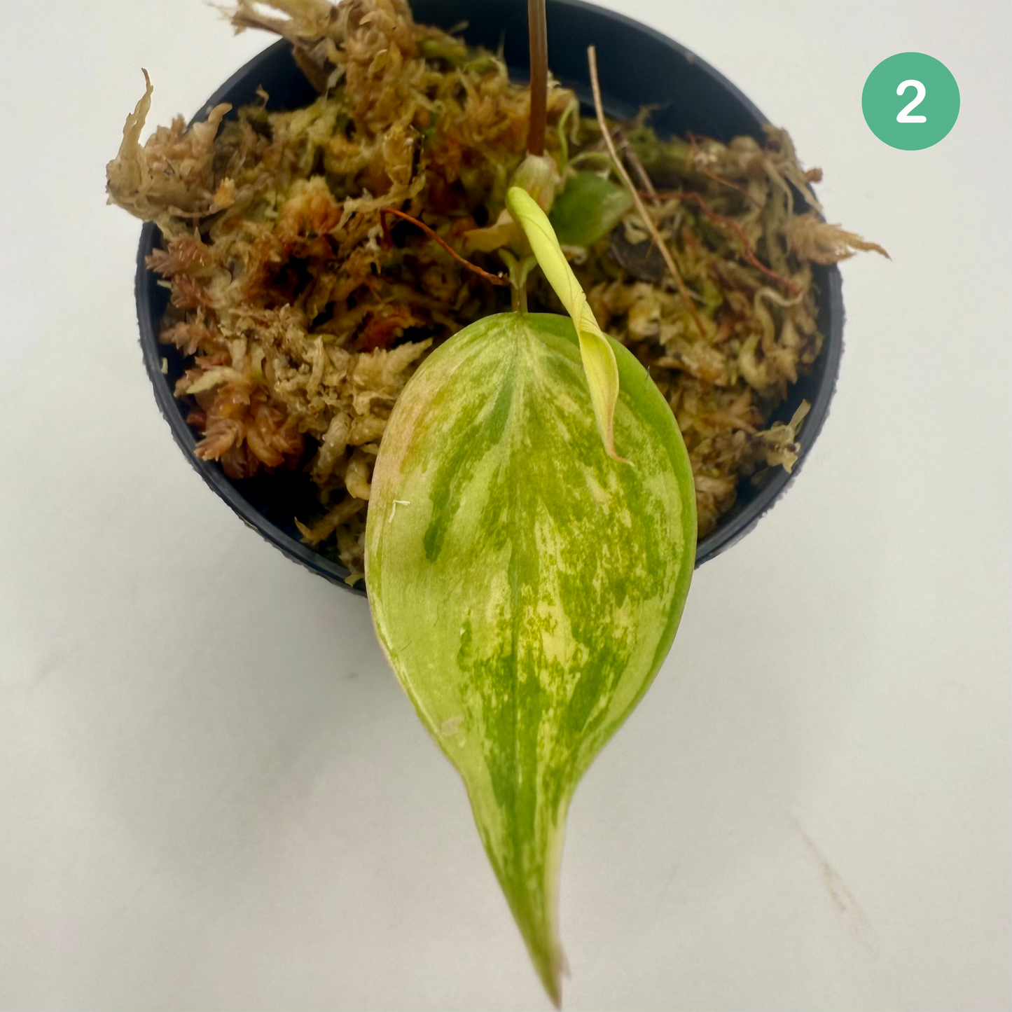 Philodendron Micans Pink/Aurea/Albo Variegated