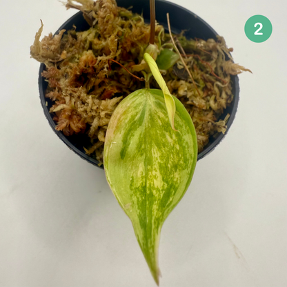Philodendron Micans Pink/Aurea/Albo Variegated