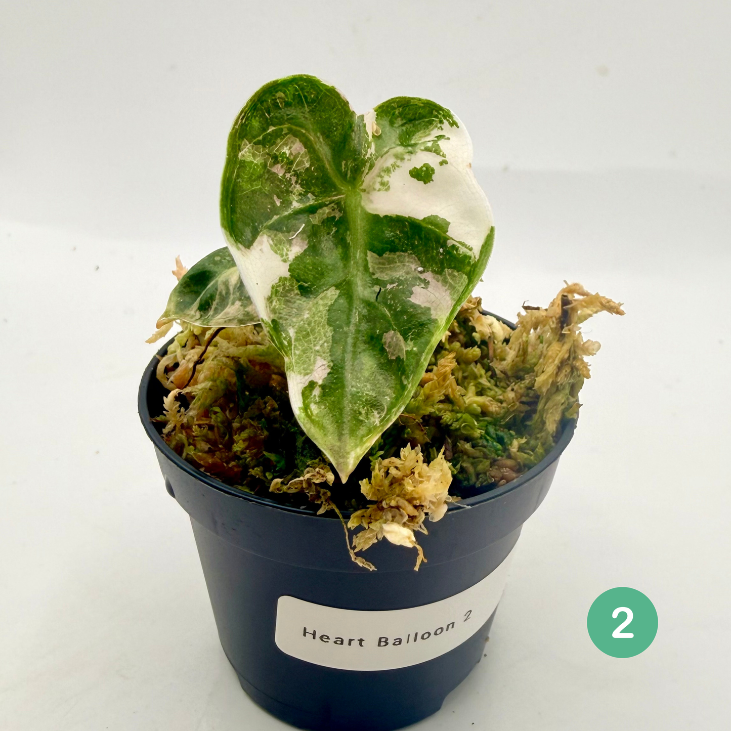 Alocasia Heart Balloon Pink/Albo Variegata
