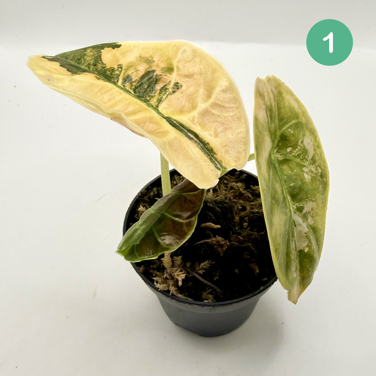 Alocasia Azlanii Aurea Variegata