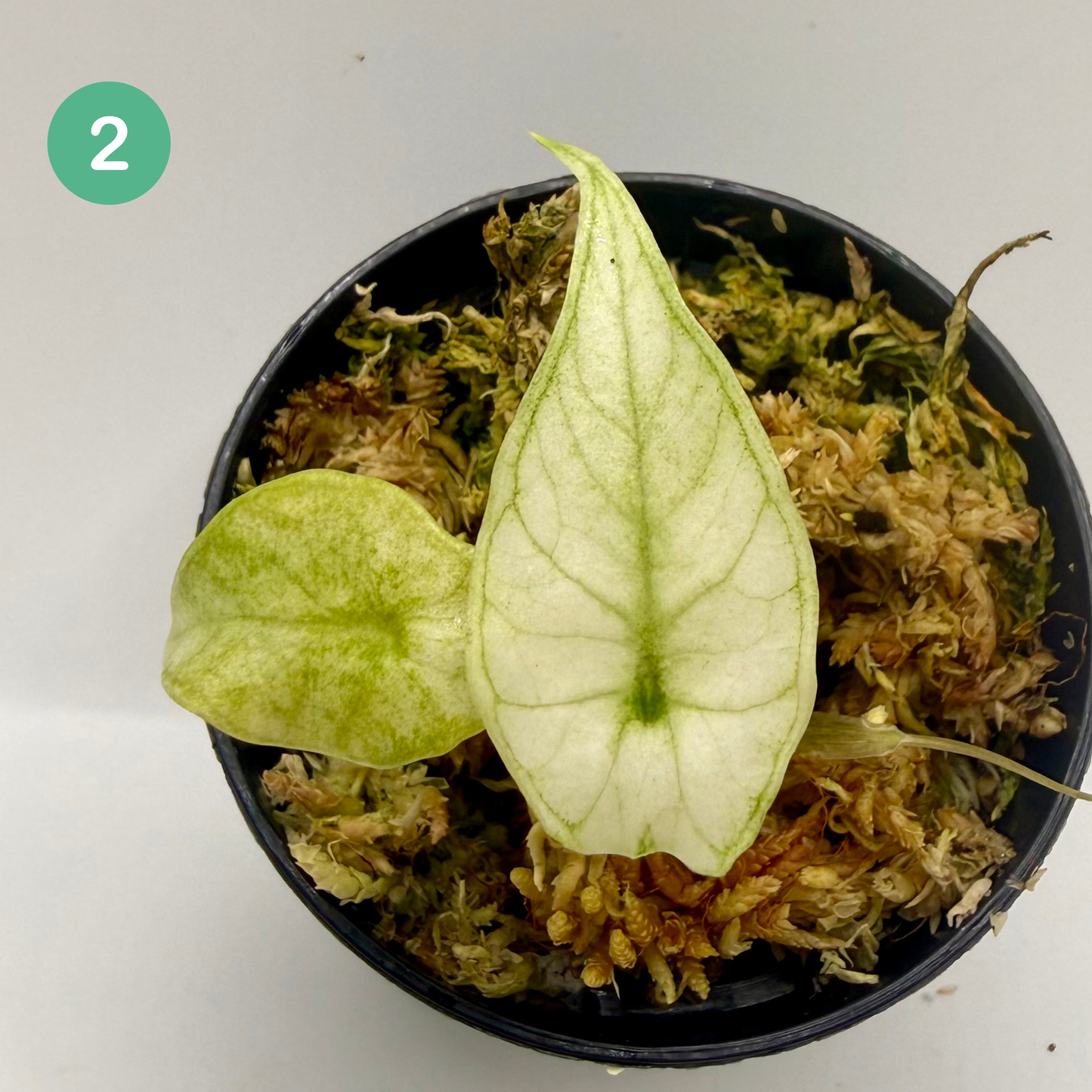 Alocasia Scalprum Mint Variegata