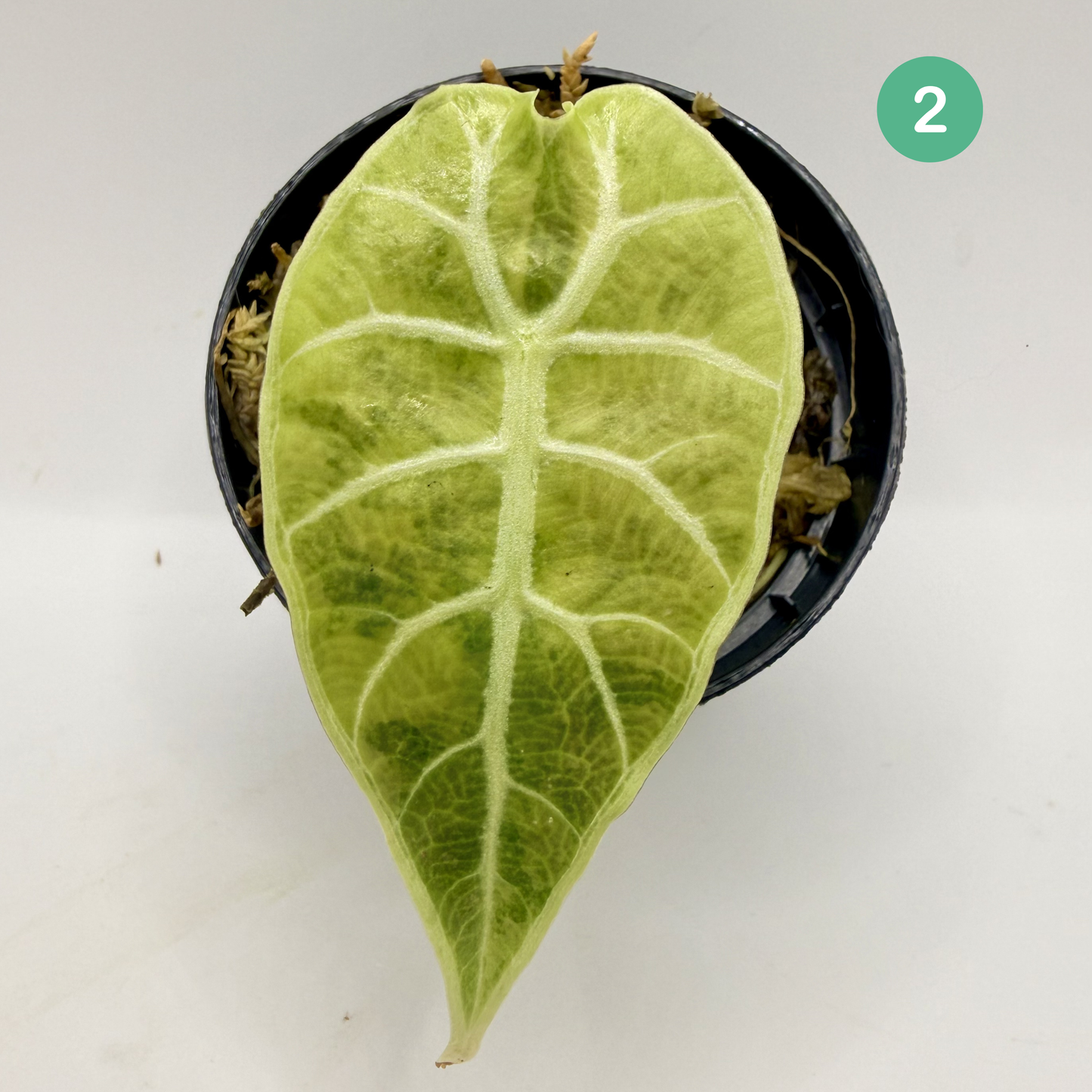 Alocasia Watsoniana Aurea Variegata