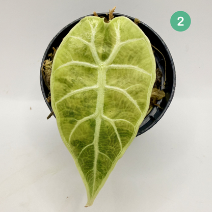 Alocasia Watsoniana Aurea Variegata