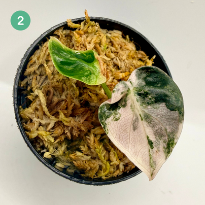 Alocasia Heart Balloon Pink/Albo Variegata