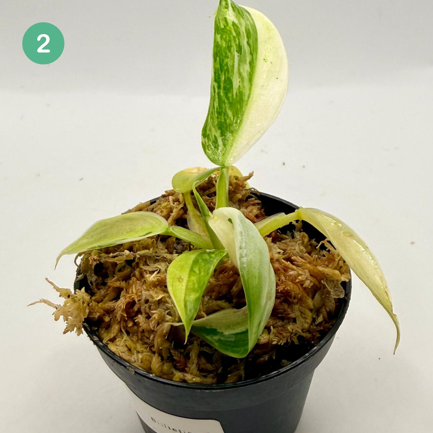 Philodendron Billietiae x José Buono Variegated