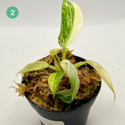 Philodendron Billietiae x José Buono Variegated