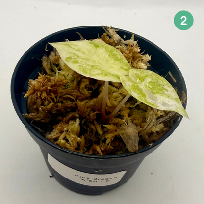 Alocasia Pink Dragon Albo Variegata