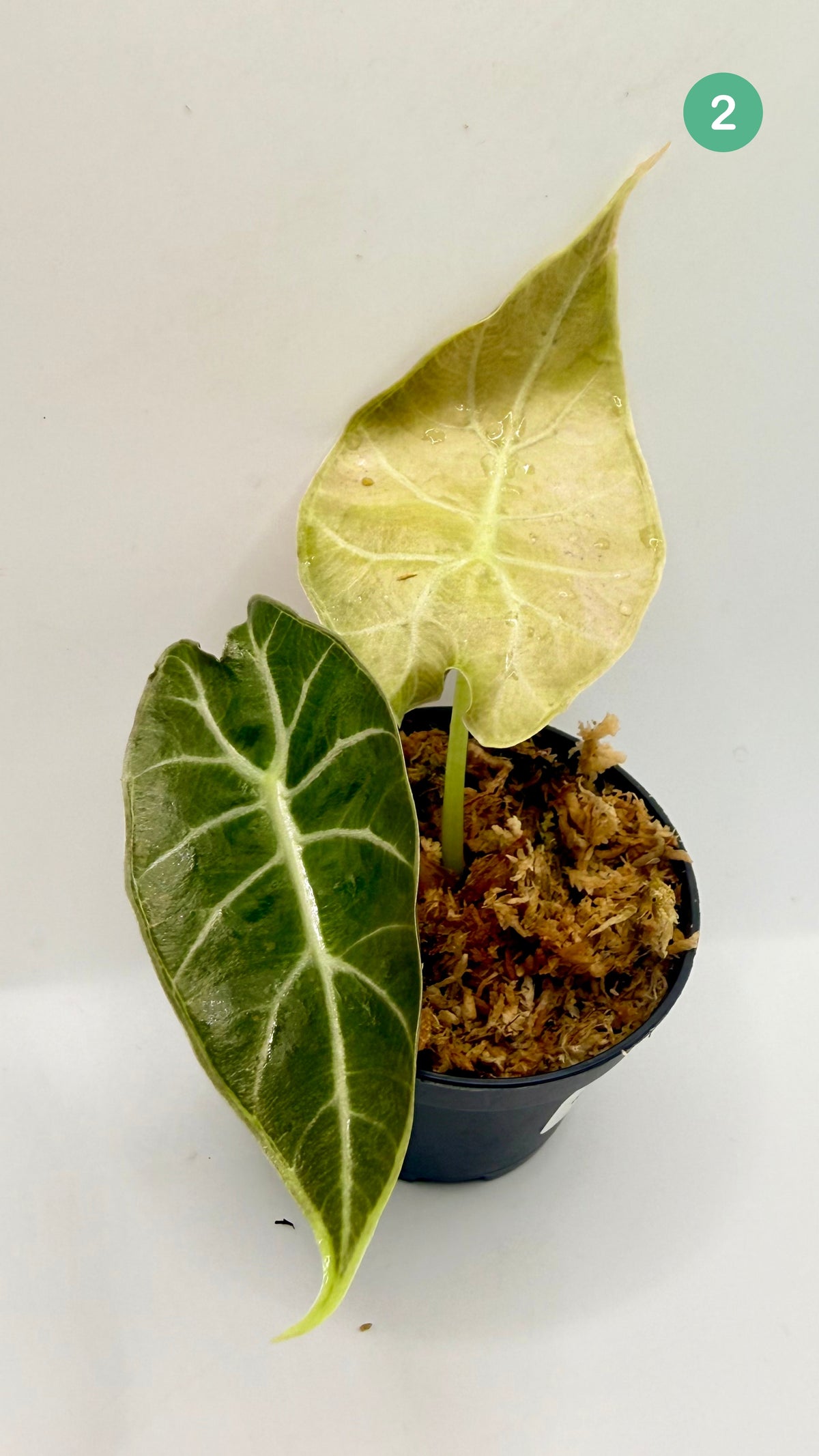 Alocasia Watsoniana Doff - Albo/Pink Variegata