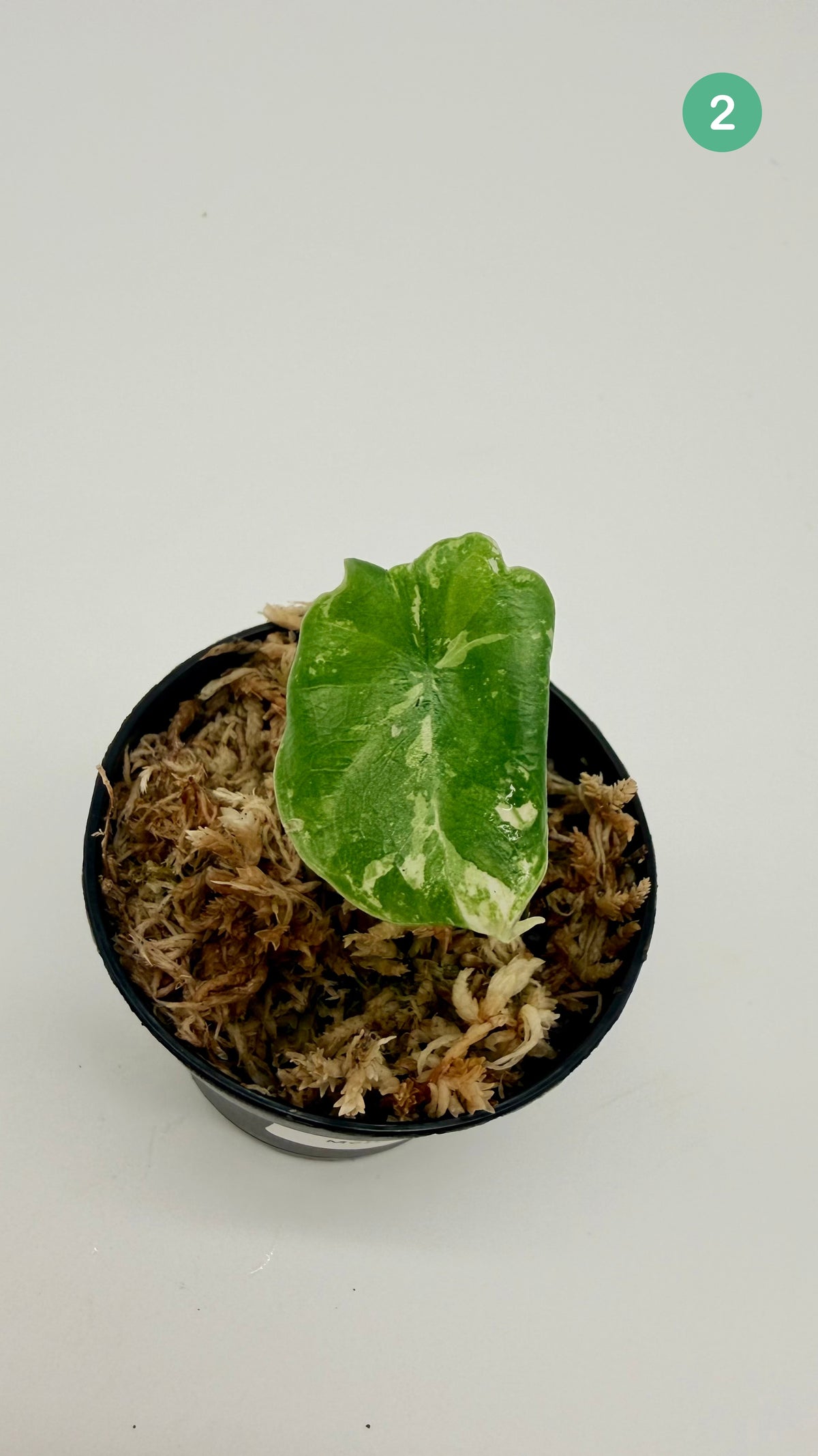 Alocasia Melo Albo Variegata