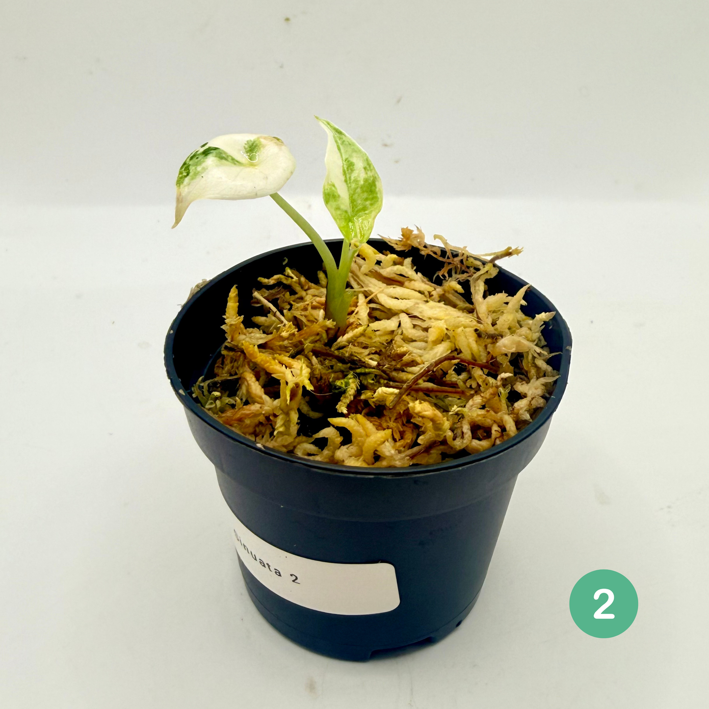 Alocasia Sinuata Albo Variegata