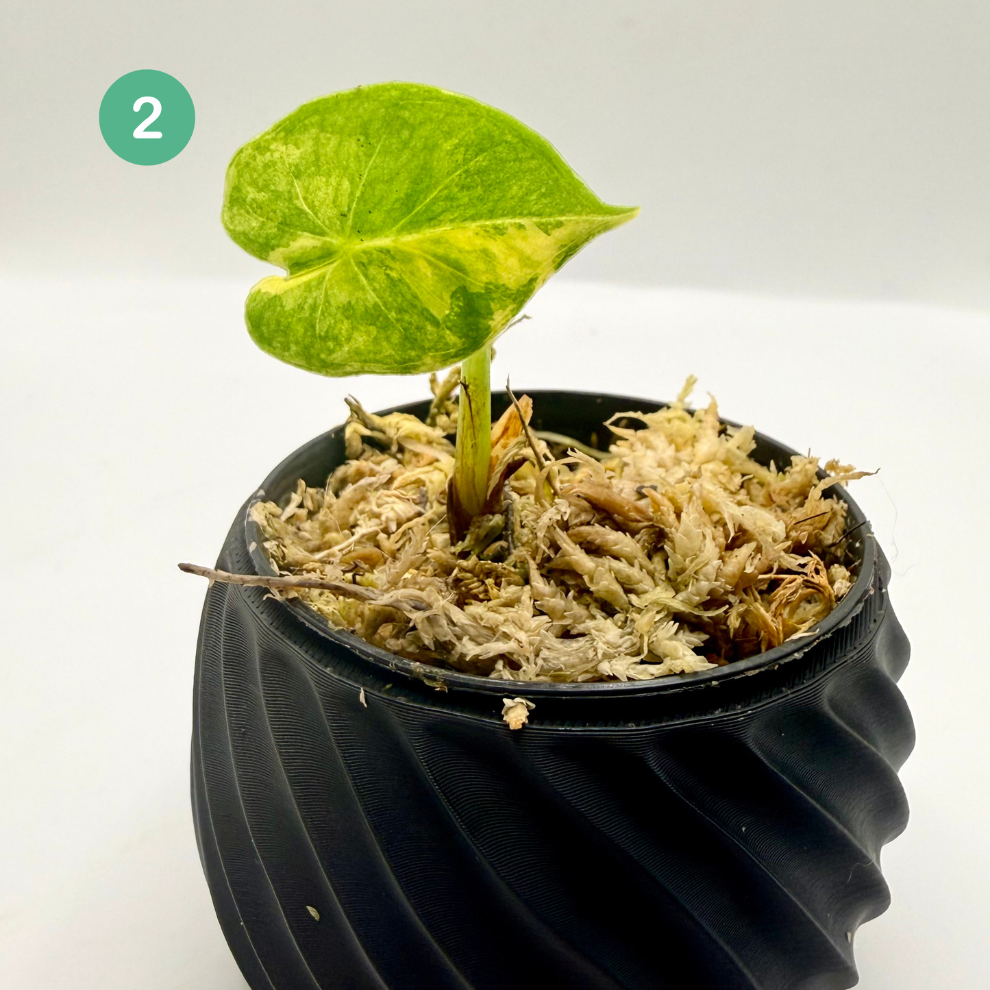 Alocasia Frydek Dorayaki - London Eye - Aurea Variegata