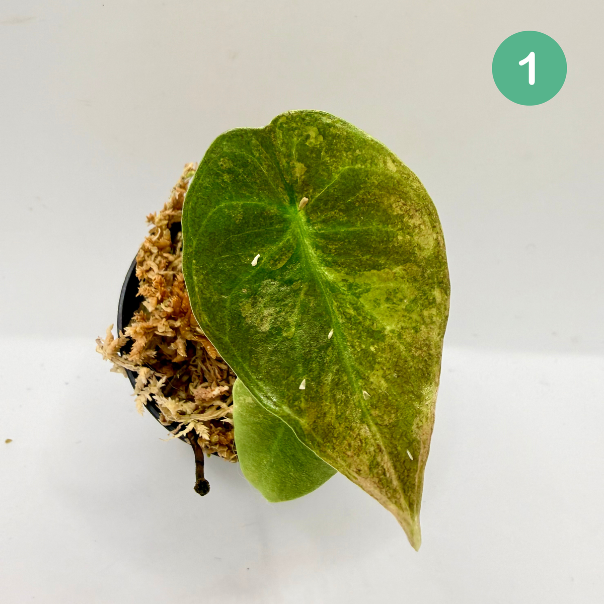Alocasia Sedenii Aurea Variegata